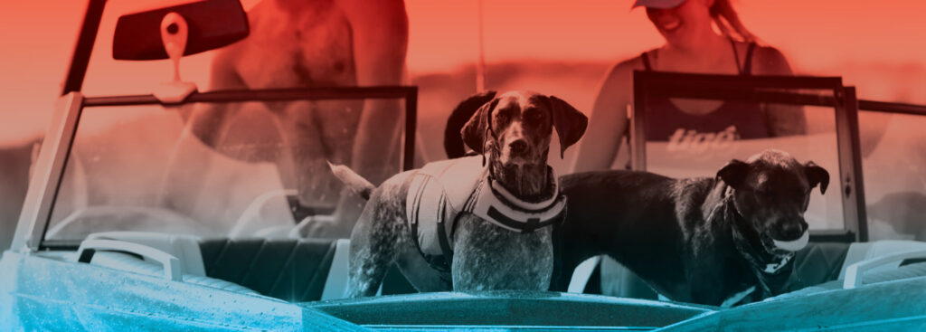 Dog on boat with red to blue gradient