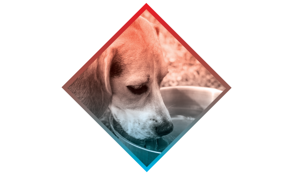 Dog on boat with red to blue gradient